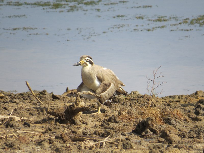 G (76) Great Stone Curlew - Yala NP.JPG